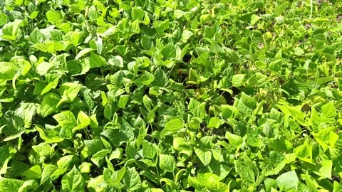 Beans ripen in the field under the bright sun Stock Footage 201385366