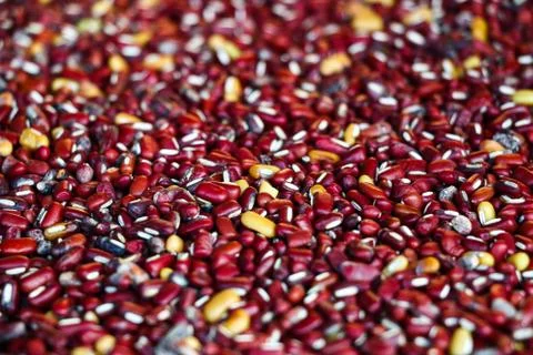 Beans seed Foto stock