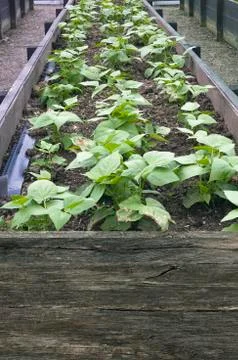 Beans Seedlings Stock Photos