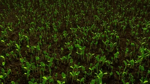 Beans' seeds sprouting and growing, natural organic green vegetables, time-lapse Stock Footage 142004645