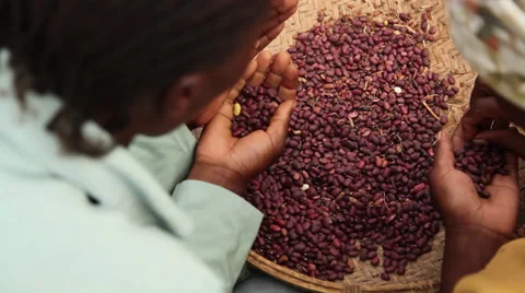 Beans sorting above Vídeos de archivo 27673003