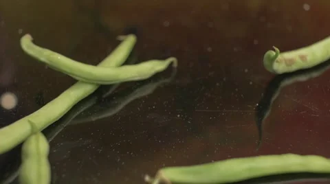 Beans thrown on the table Stock Footage 62598166