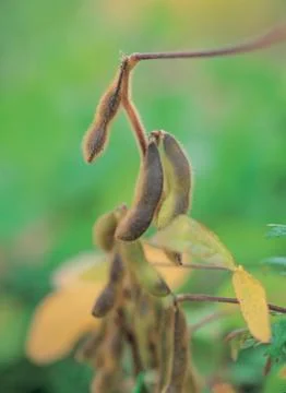Beans under branch Stock Photos