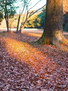 Beans of winter sun light break through in the park. Stock-Fotos