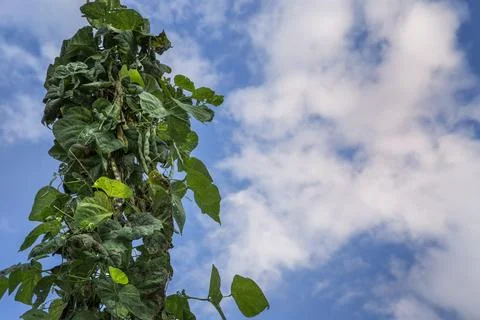 Beanstalk against sky Stock Photos