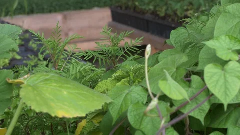 Beanstalk in greenhouse Stock Footage 102904703