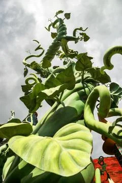 Beanstalk Stock Photos