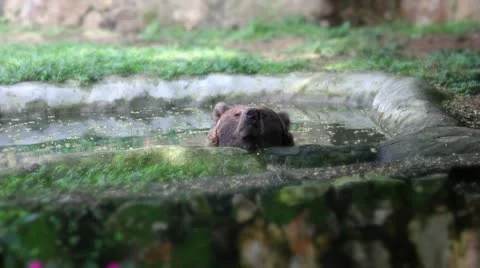 Bear 01 Stock Footage 10742250