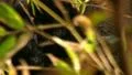 Bear 01 HD Footage