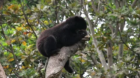 Bear 04 Stock Footage 12539079