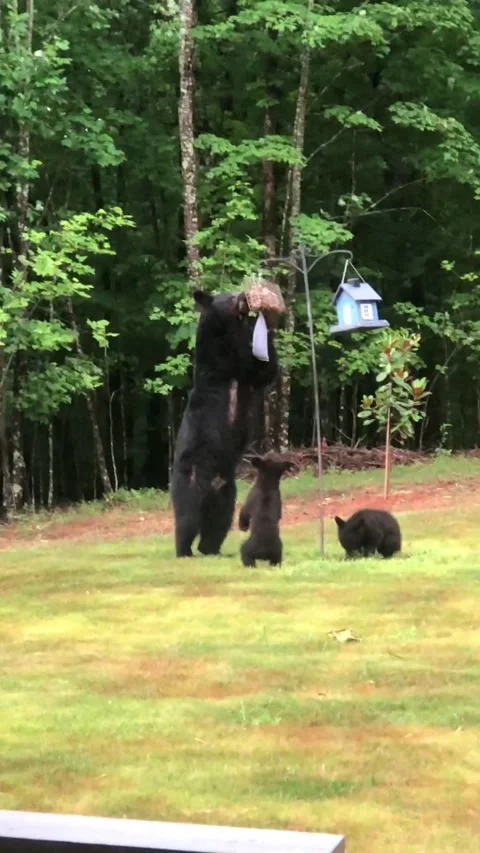 Bear 1 plus Stock Footage 201194703