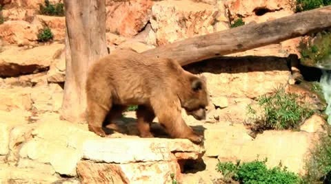 Bear 2 Stock Footage 10913457