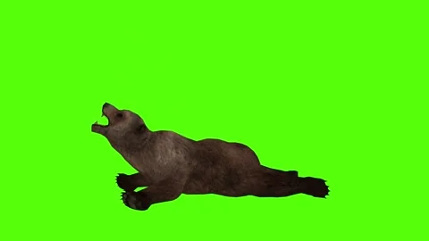 Bear 2 legs Death Green Sccreen Animation 4k Rendering Stock Footage 296263017