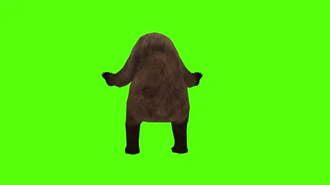Bear 2 legs Getting Hit  Green Sccreen Animation 4k Rendering Stock Footage 296263026