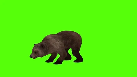 Bear 2 legs to ground Green Sccreen Animation 4k Rendering Stock Footage 296263036