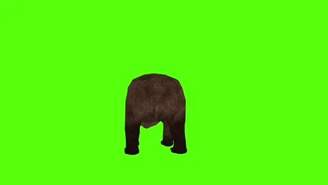 Bear 2 legs to ground Green Sccreen Animation 4k Rendering Stock Footage 296263039