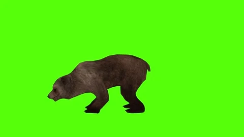Bear 2 legs to ground Green Sccreen Animation 4k Rendering Stock Footage 296263044