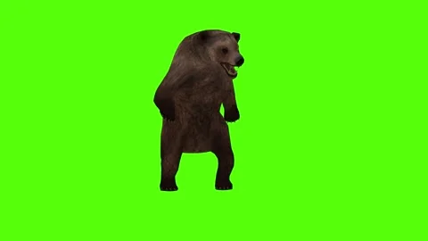 Bear 2 legs Roar Green Sccreen Animation 4k Rendering Stock Footage 296263033