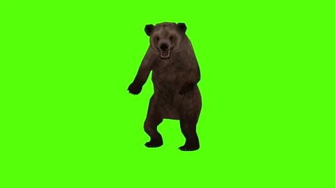 Bear 2 legs Roar Green Sccreen Animation 4k Rendering Stock Footage 296263034