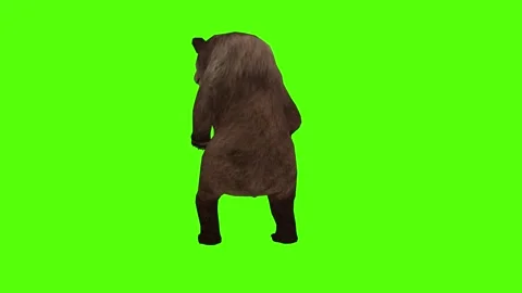 Bear 2 legs Roar Green Sccreen Animation 4k Rendering Stock Footage 296263040