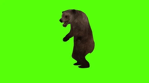 Bear 2 legs Roar Green Sccreen Animation 4k Rendering Stock Footage 296263055