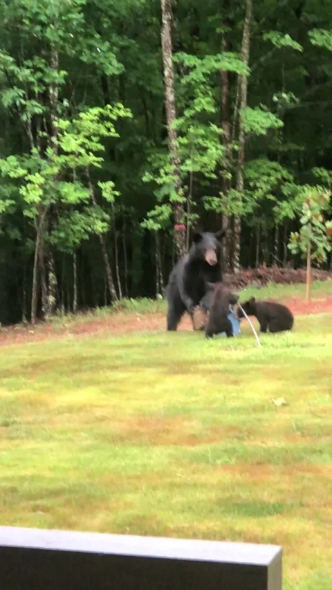 Bear 2 plus Stock Footage 201204694