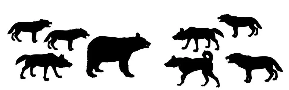 Bear against wolf pack vector silhouette illustration isolated. イラスト素材