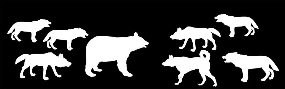 Bear against wolf pack vector silhouette illustration isolated. 库存插图