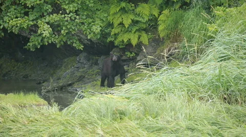 Bear Alaska forest river P HD 8683 Stock Footage 810522