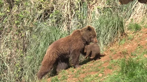 Bear and cub 스톡 동영상 51767509