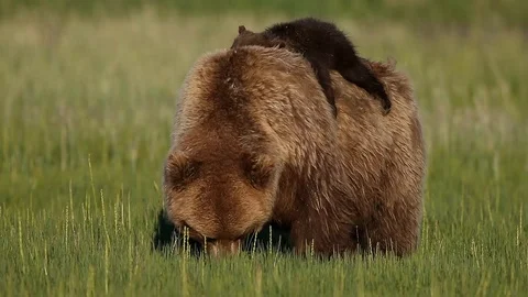 Bear and cub Stock Footage 88516481