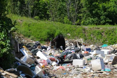 Bear and garbage Stock Photos