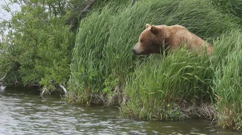 Bear and a green grass Видео 844241