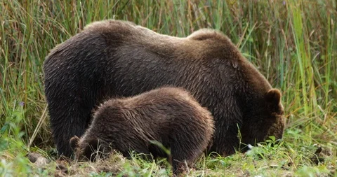 Bear and her cub grazing in the grassland Stock Footage 93603071