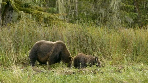 Bear and her cub grazing in the grassland Stock Footage 93603264