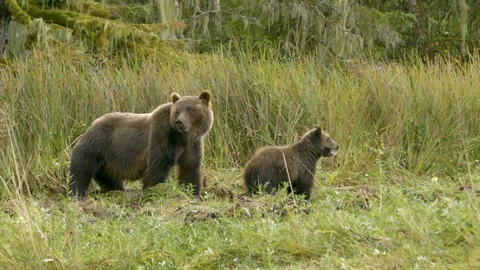 Bear and her cub grazing in the grassland Stock Footage 93603285