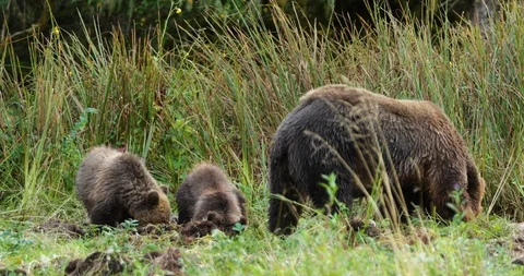 Bear and her cubs grazing in the grassland Stock Footage 93602986
