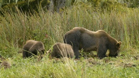 Bear and her cubs grazing in the grassland Stock Footage 93603249