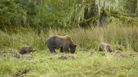 Bear and her cubs grazing in the grassland Stock Footage 93603855