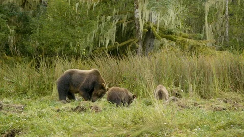 Bear and her cubs grazing in the grassland Stock Footage 93603884