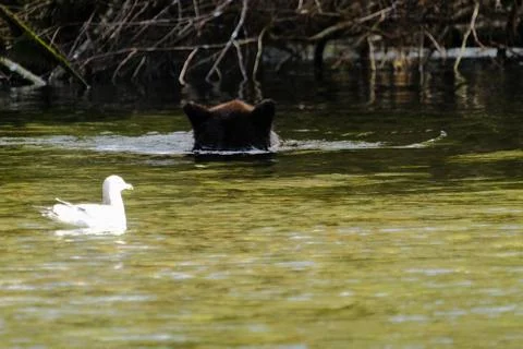 Bear and seagull in dry grass 21 Stock Photos