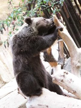 Bear and Tree Stock Photos