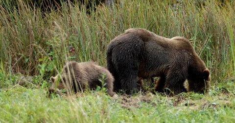 Bear and two cubs grazing in the grassland Stock Footage 93603028