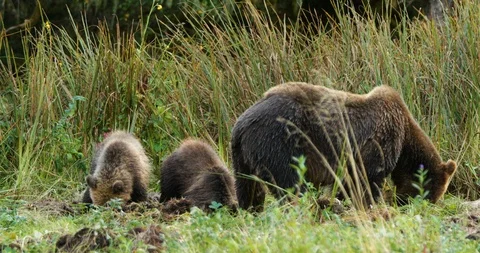 Bear and two cubs grazing in the grassland Stock Footage 93603092