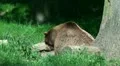 Bear and Wolves close up sunny day forest meadow HD Footage
