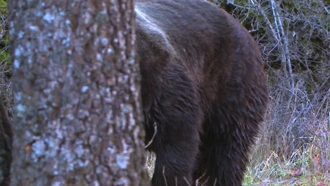 A Bear in the Appenninis (Italy) 스톡 동영상 127772117