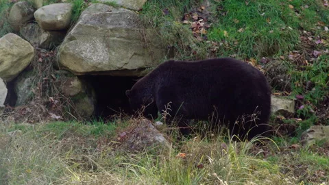 Bear approaching the mouth of a cave Stock Footage 293851663