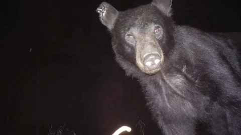 Bear Attack Deadly Video stock 80950800