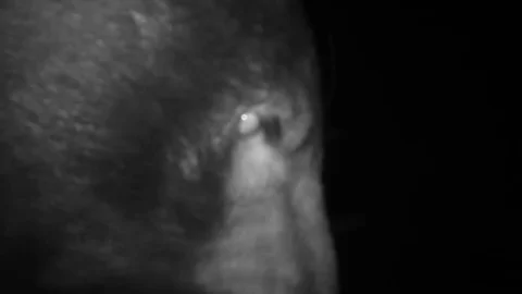 Bear Attack Deadly Stock Footage 81122253