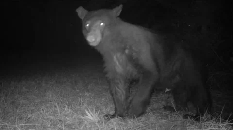 Bear Attack Stock Footage 67984936